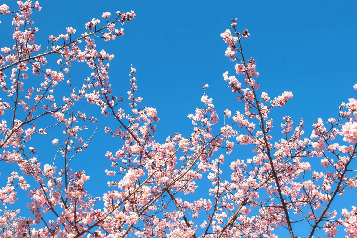 Branches de cerisiers en fleurs contre un ciel bleu clair à Shinjuku, Tokyo.