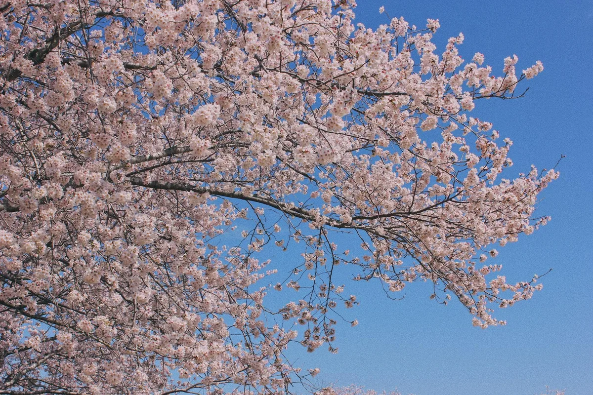 Ciliegi in piena fioritura contro un cielo azzurro, catturando l'essenza della primavera in Giappone.