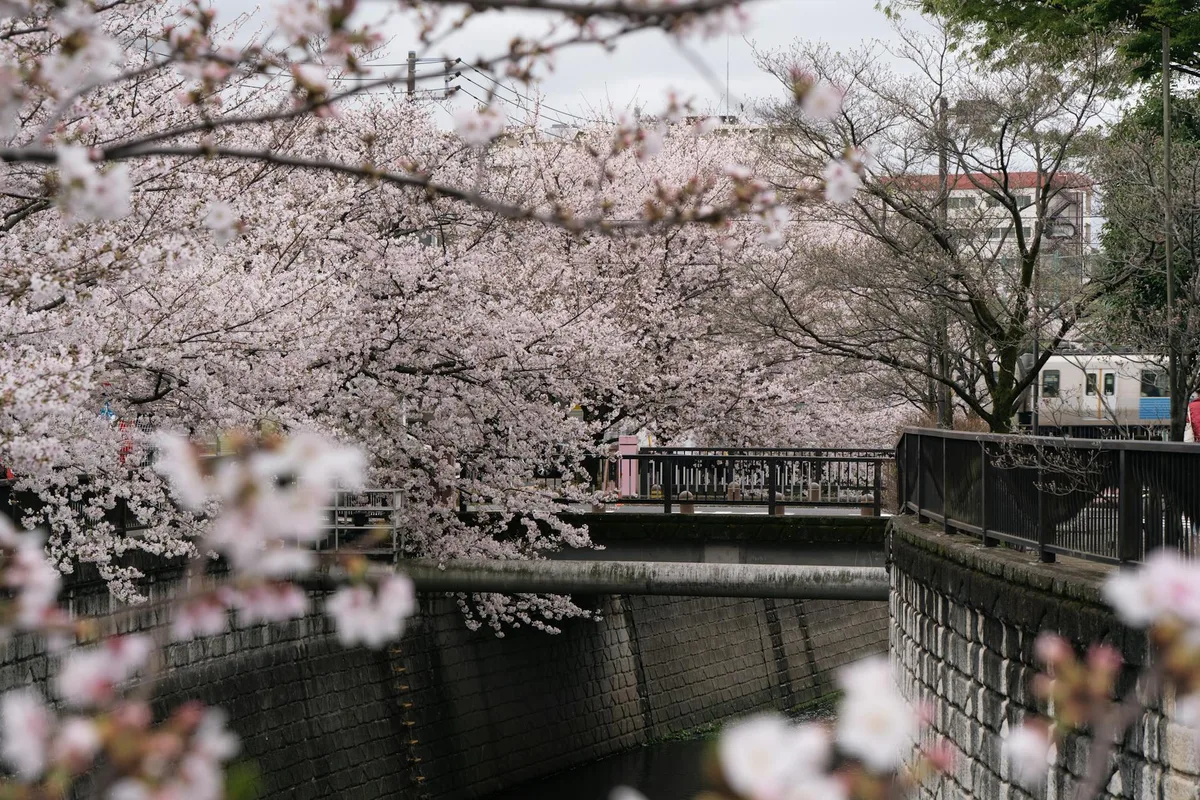 Ciliegi in piena fioritura lungo un canale a Tokyo, Giappone, in primavera.