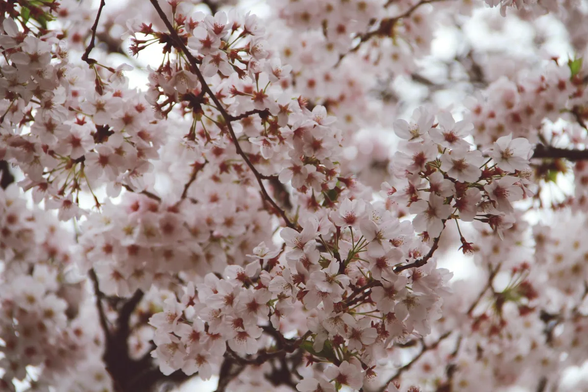 Ciliegi in piena fioritura, catturando l'essenza della primavera a Tokyo.