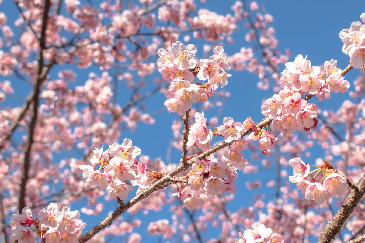 Kirschblütenpracht mit blauem Himmel in Shinjuku, Tokio