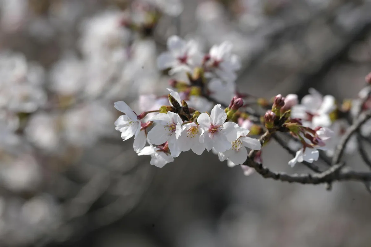 Sakura in piena fioritura, essenza della primavera giapponese