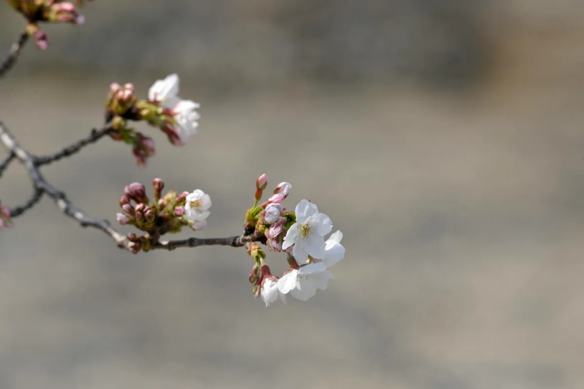 Beautiful close-up of cherry blossom in Japan, capturing delicate springtime bloom.