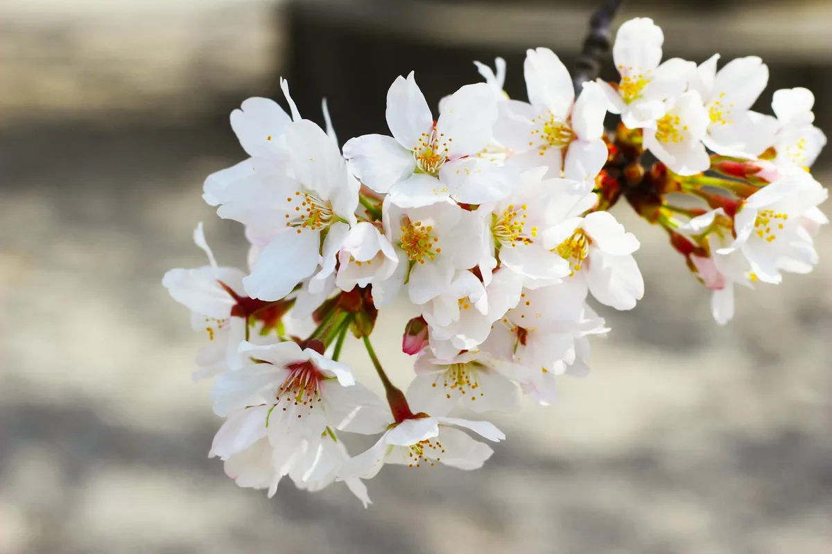 Volle Kirschblüten-Nahaufnahme im japanischen Frühling