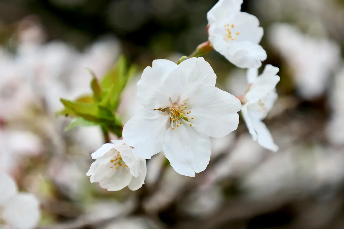 Primo piano di ciliegi in fiore a Tokyo, Giappone