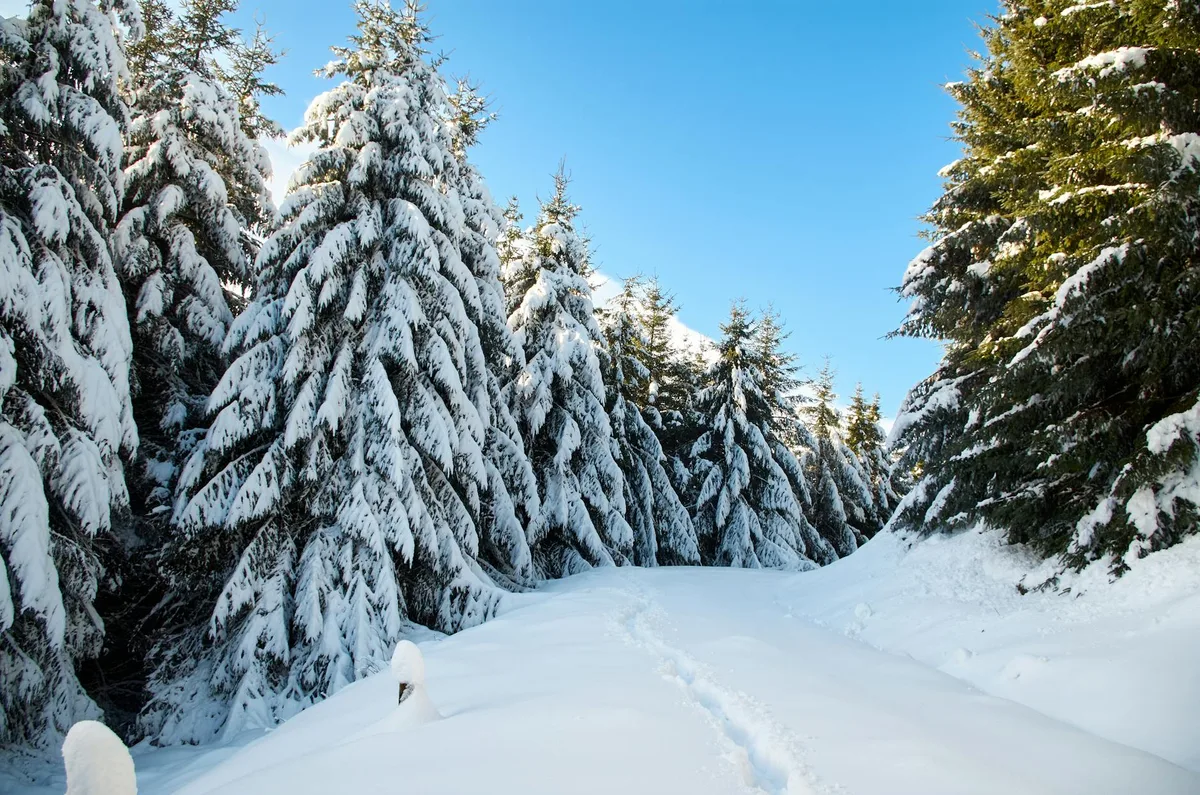 Árboles nevados bajo un cielo azul despejado en invierno