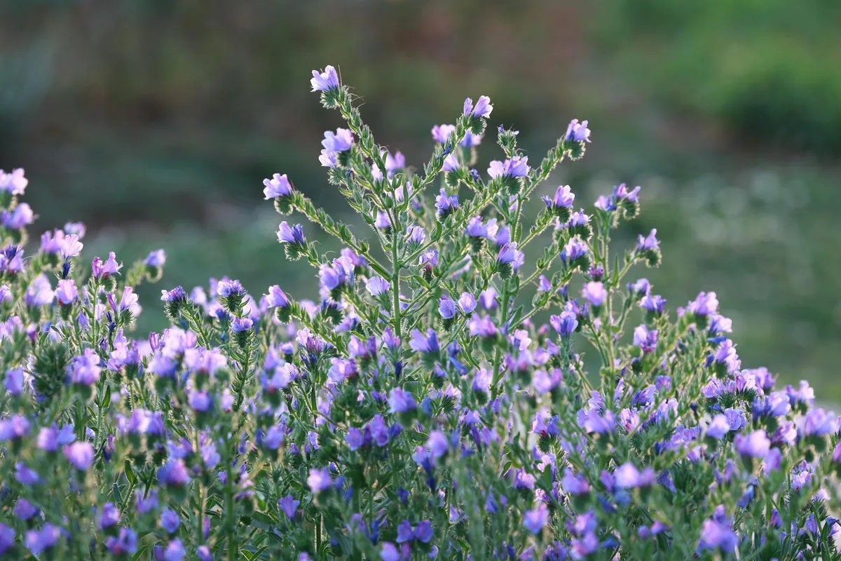 Blühende violette Wildblumen in stiller Wiesenlandschaft