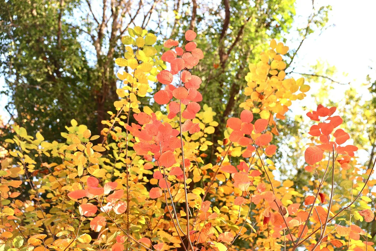 Leuchtende Herbstblätter mit Sonnenlicht, die die lebendigen Herbstfarben der Natur einfangen