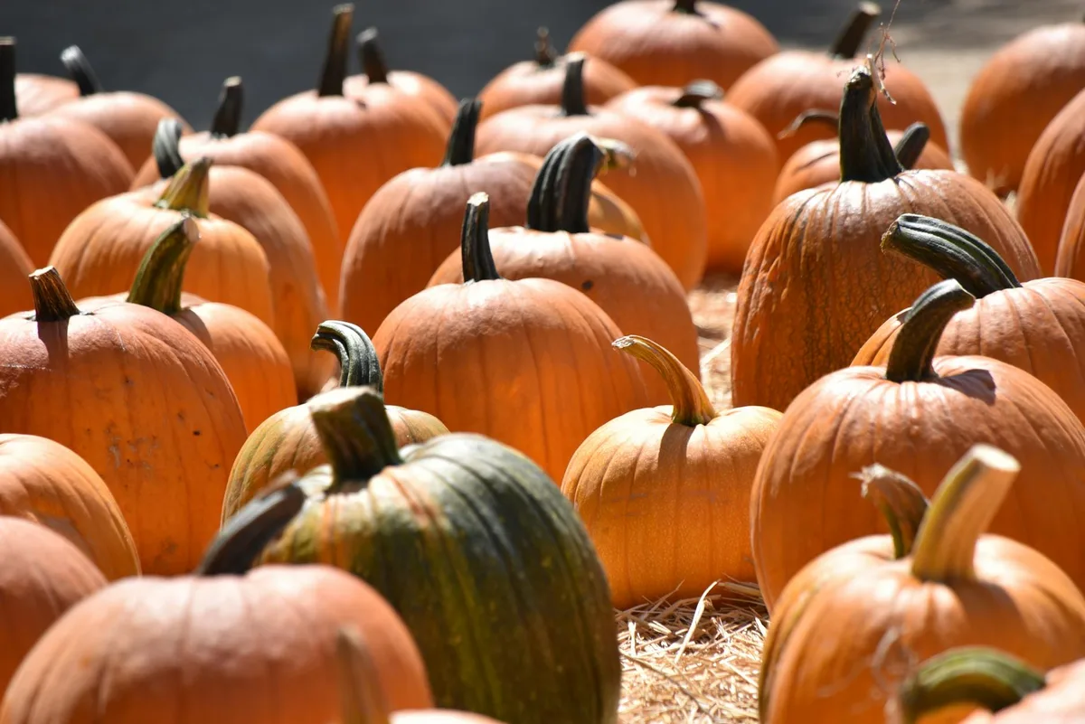 햇살 가득한 소미스 캘리포니아 호박밭의 선명한 오렌지 호박