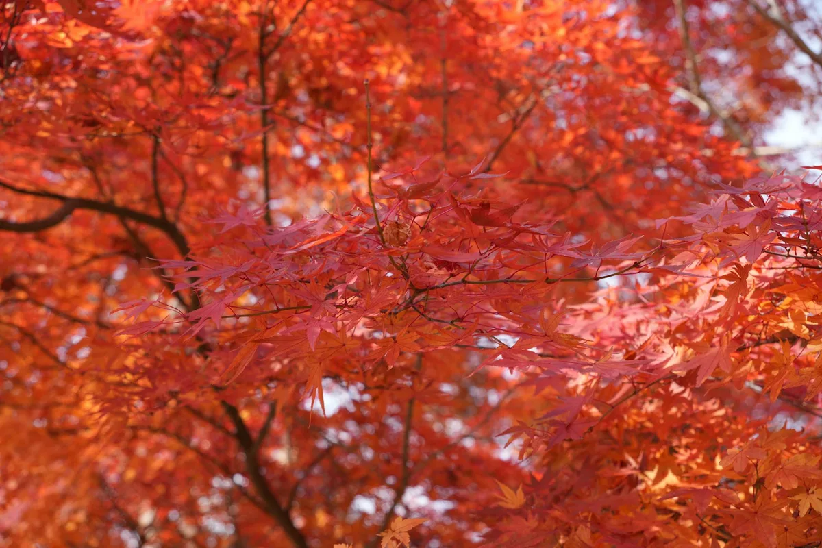 Foglie d'acero giapponese rosse e arancioni in autunno