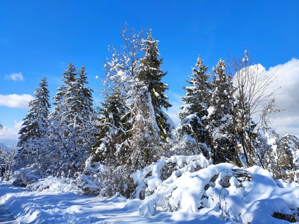 눈 덮인 소나무가 파란 하늘에 우뚝 선 겨울 장면