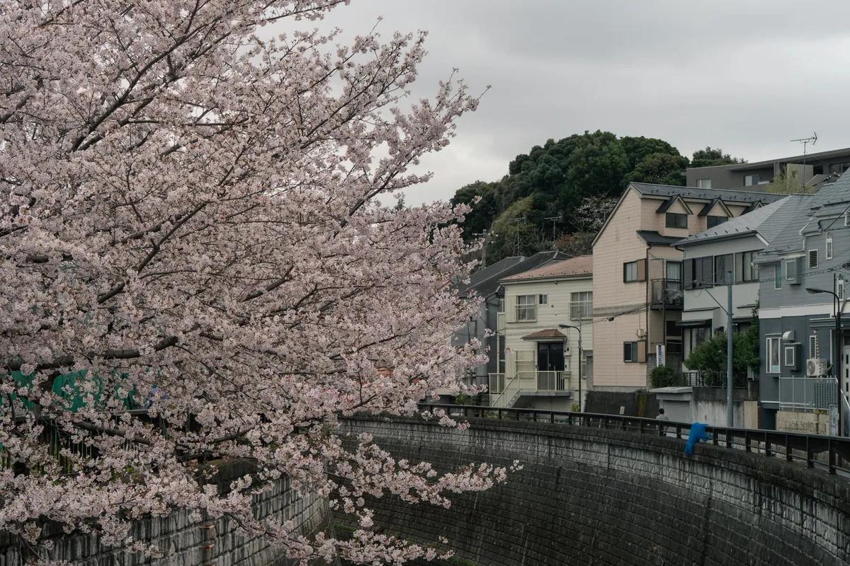 Ciliegio in fiore a Tokyo con case tradizionali sullo sfondo