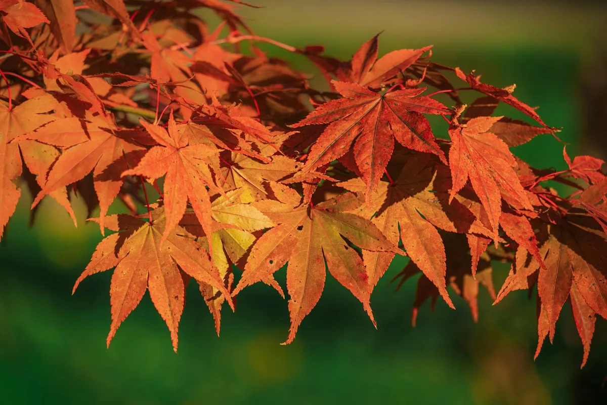 Gros plan de feuilles d'érable d'automne lumineuses sous le soleil