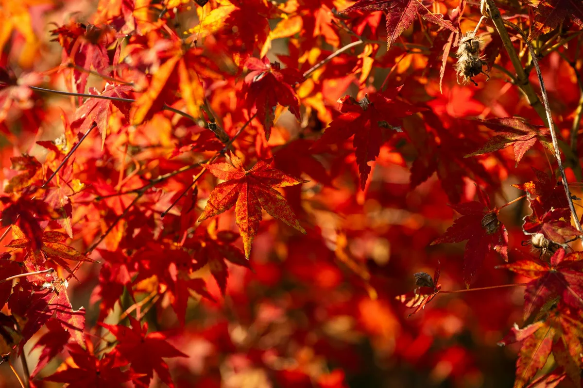 Nahaufnahme roter und orangefarbener Ahornblätter im Herbstsonnenlicht
