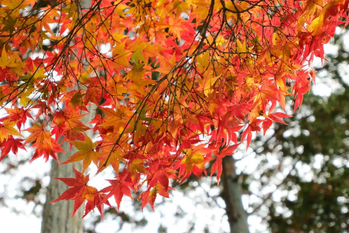 Bunte Herbstblätter mit roten und orangefarbenen Tönen in Kyotos Herbstlandschaft