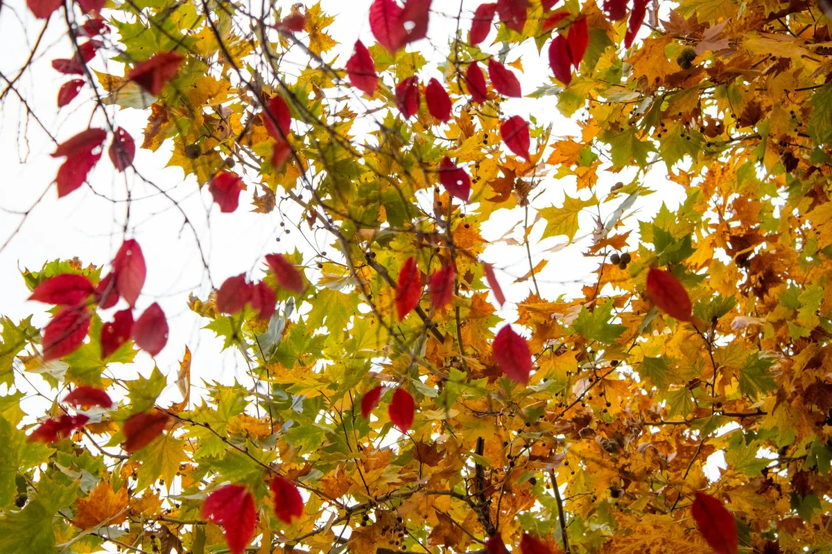 Folhas outonais coloridas em vermelho, laranja e amarelo vistas de baixo