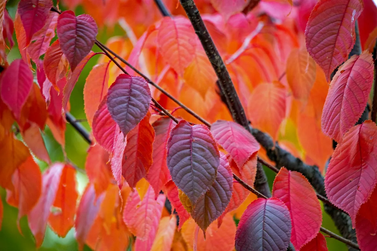 Gros plan coloré de feuilles d'automne à Ingolstadt aux teintes vives