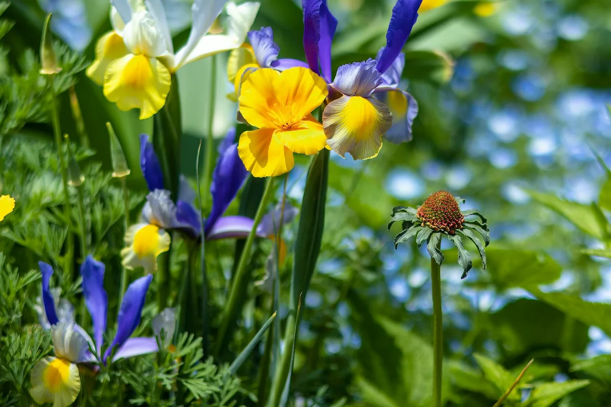 アヤメとポピーが咲き乱れるカラフルなガーデン