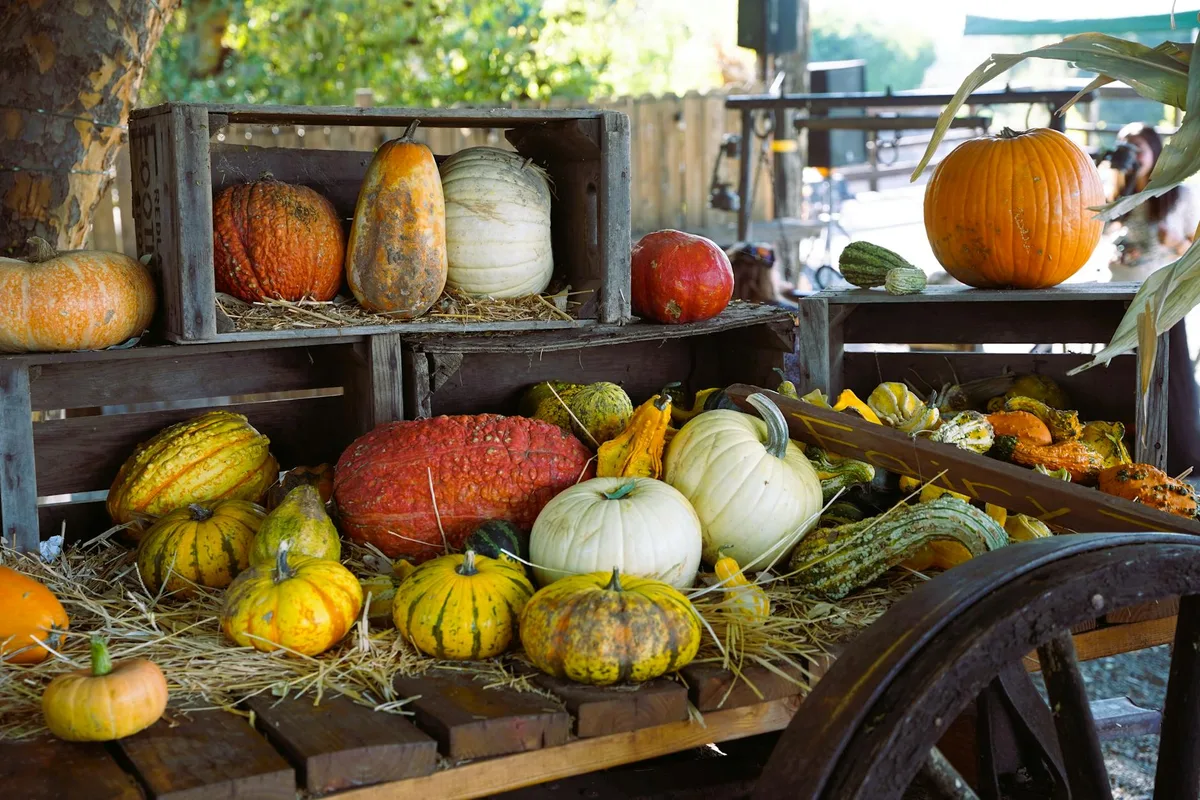 Bunte Kürbis-Auswahl auf der Green Spot Farm mit Herbst-Erntestimmung in Mentone, Kalifornien