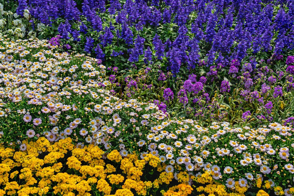 Bunte Frühlingsblumen in einem Hongkonger Garten mit lila, gelben und weißen Blüten
