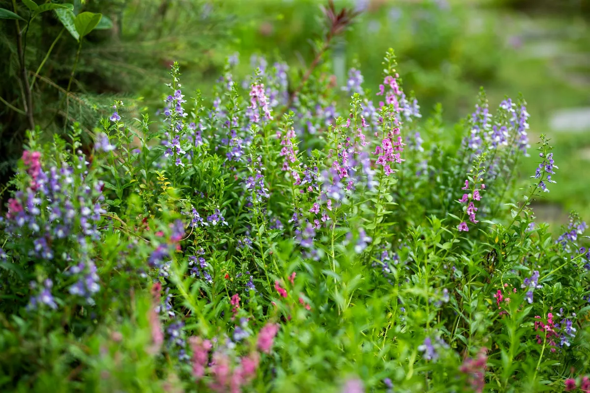 Fleurs sauvages colorées dans une prairie verdoyante sous la lumière du jour