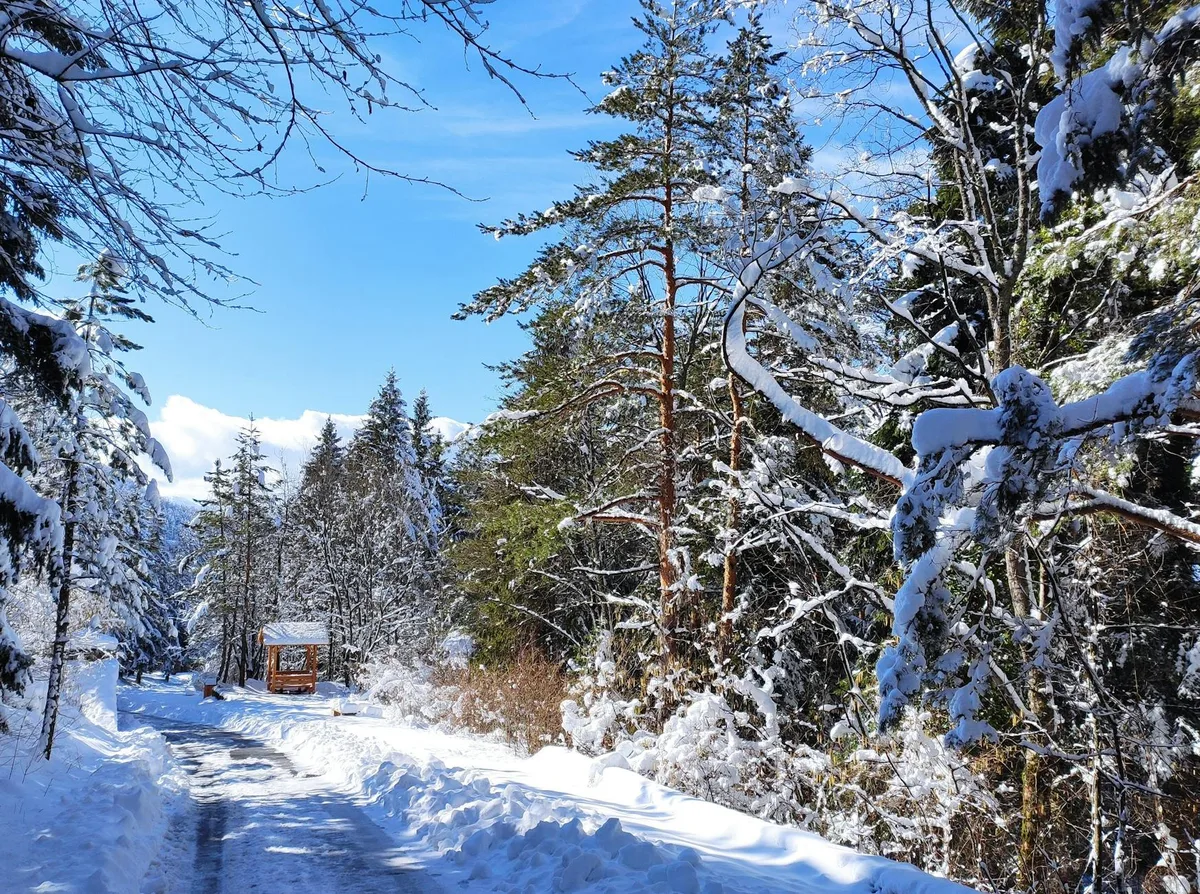 Belleza serena de un bosque nevado en Trebevic, Bosnia.