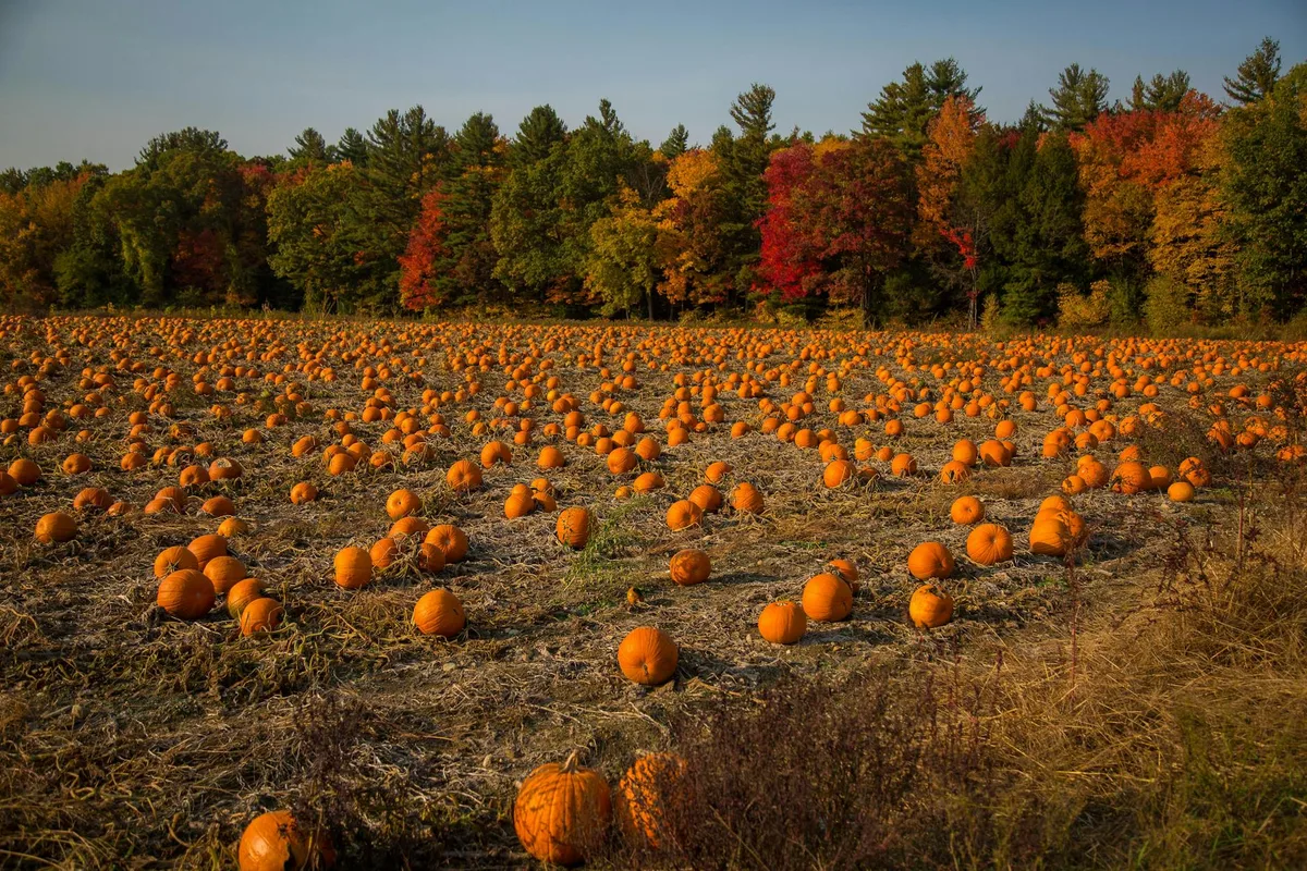 Weites Kürbisfeld mit bunten Herbstbäumen unter klarem Himmel