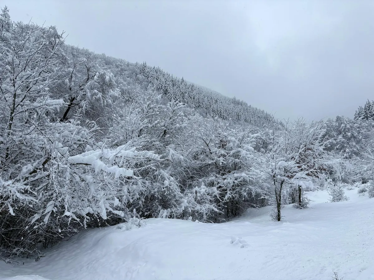 Foresta innevata in Bulgaria con tonalità blu chiaro, atmosfera invernale serena