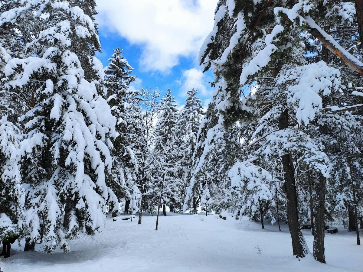 Foresta di pini innevata con cielo invernale luminoso, palette lavanda e blu chiaro