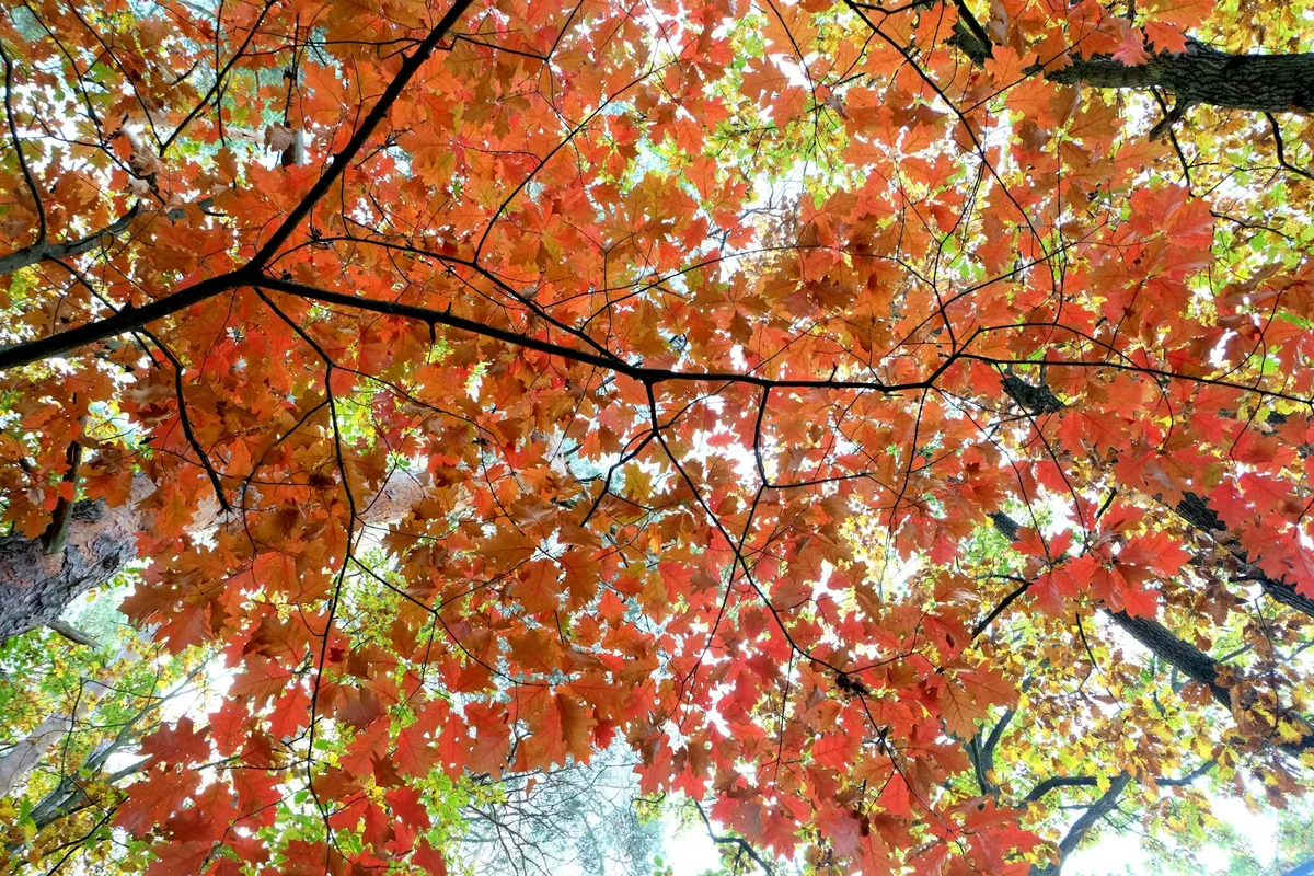 Explore the vivid colors of autumn with these striking orange and red leaves under bright daylight.