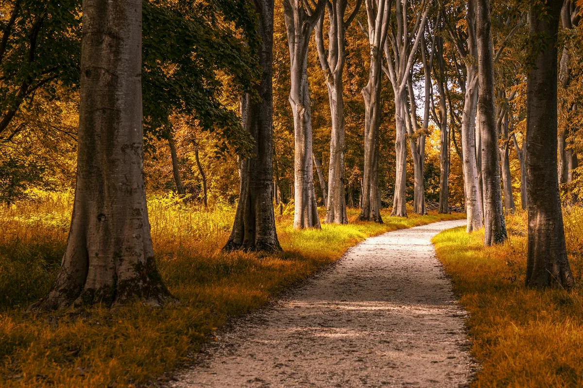 Sentiero nel bosco autunnale con alberi dai colori caldi e luce solare