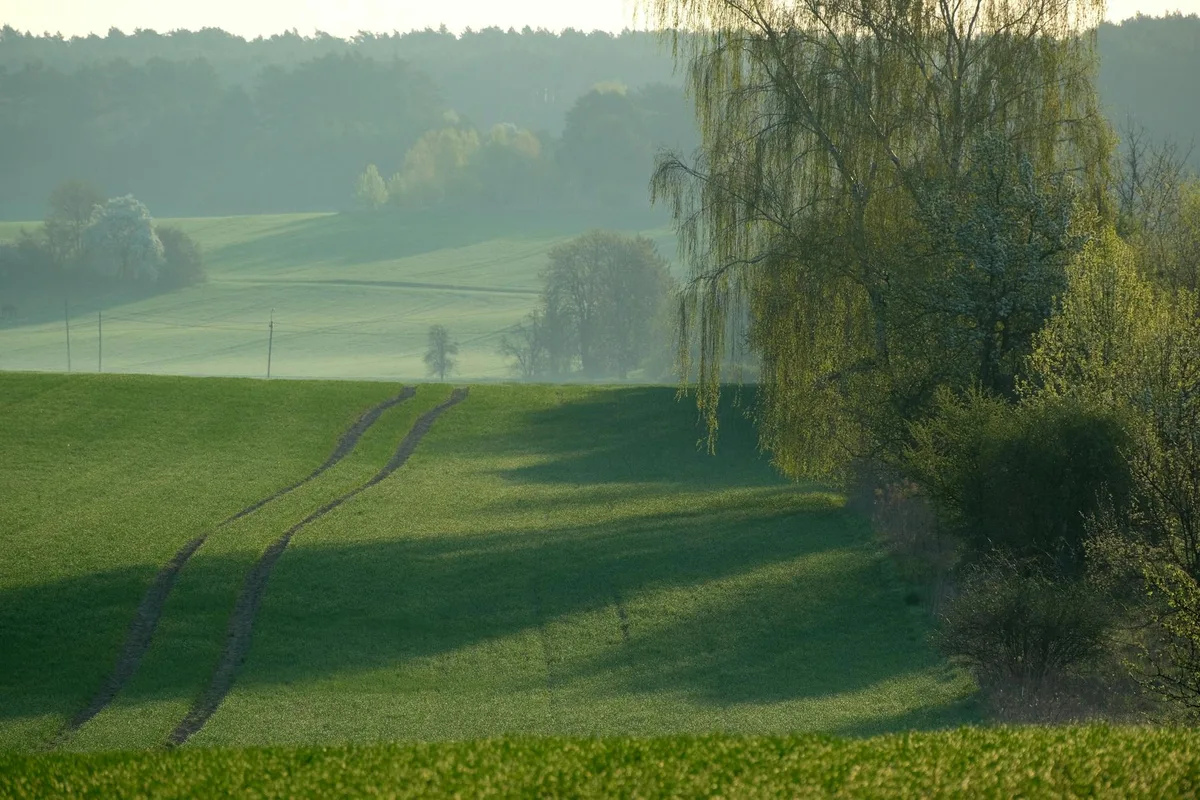 Champs verdoyants paisibles avec brume matinale et lumière douce créant une vue paysagère sereine.