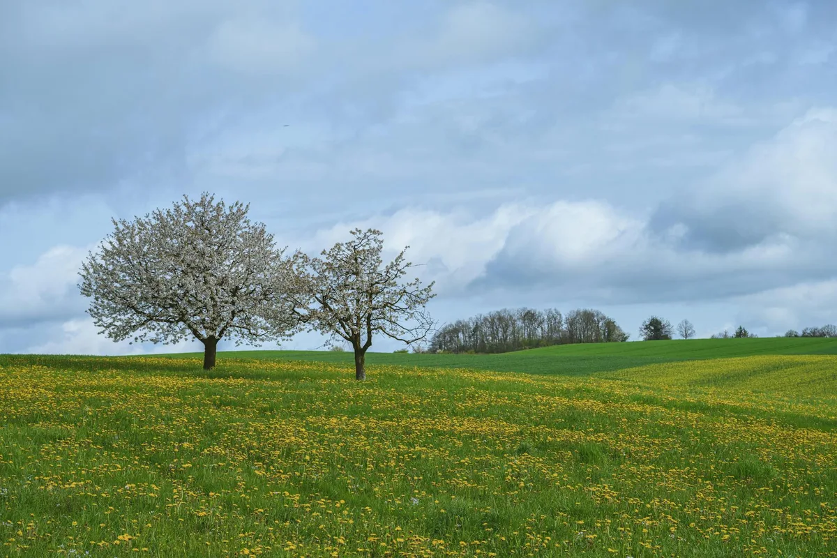 Scena rurale con alberi in fiore in un campo verde sotto cielo azzurro