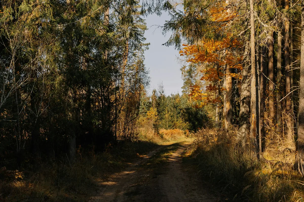 가을 단풍과 따뜻한 햇살이 있는 평화로운 숲길 풍경