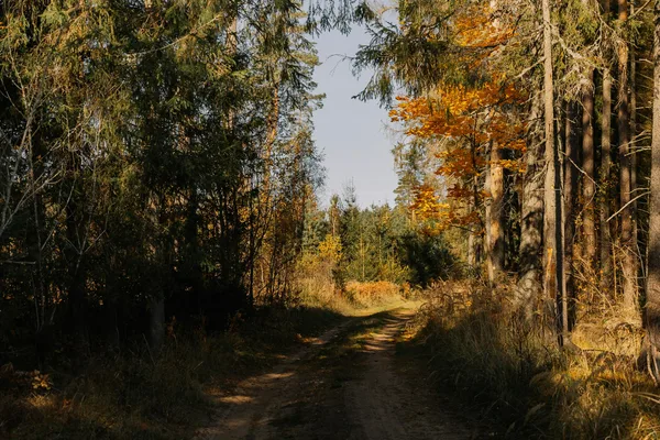 Sentiero boschivo autunnale con fogliame colorato e luce solare