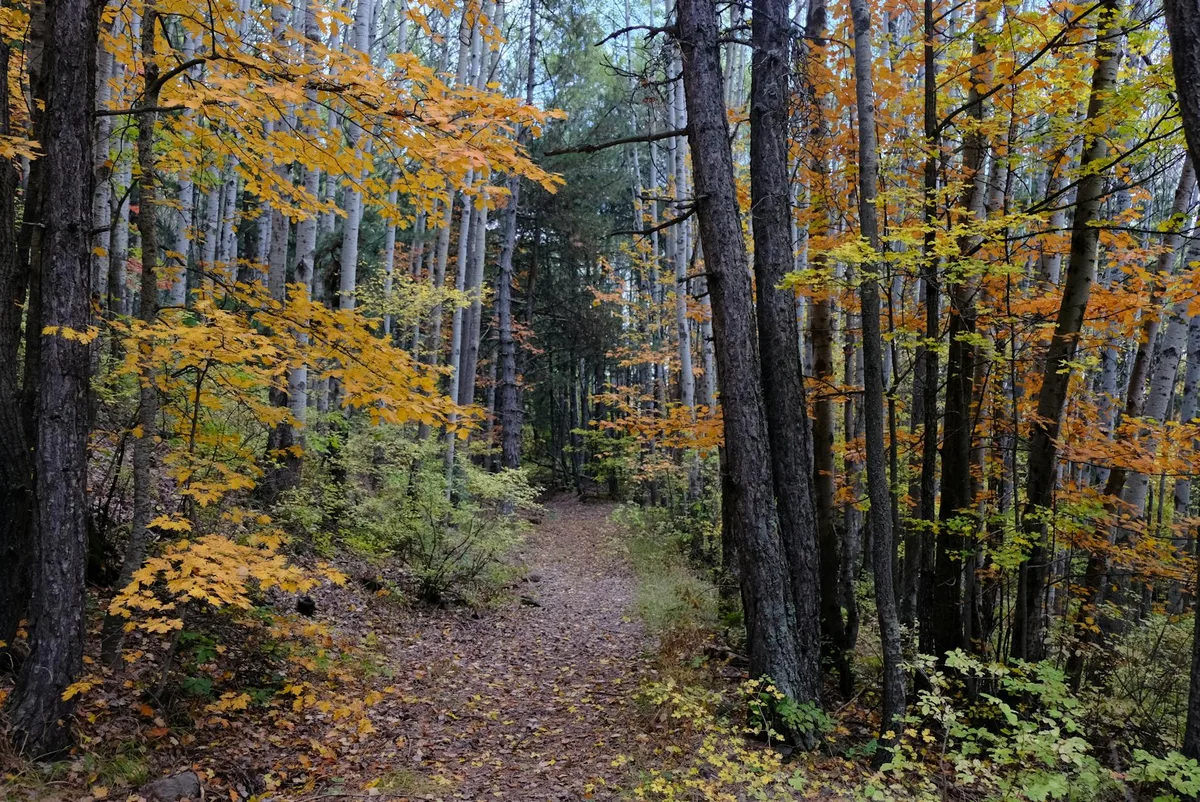 Sentiero autunnale panoramico tra alberi colorati ad Ankara, Turchia