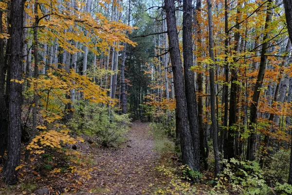 Sentiero autunnale panoramico tra alberi colorati ad Ankara, Turchia