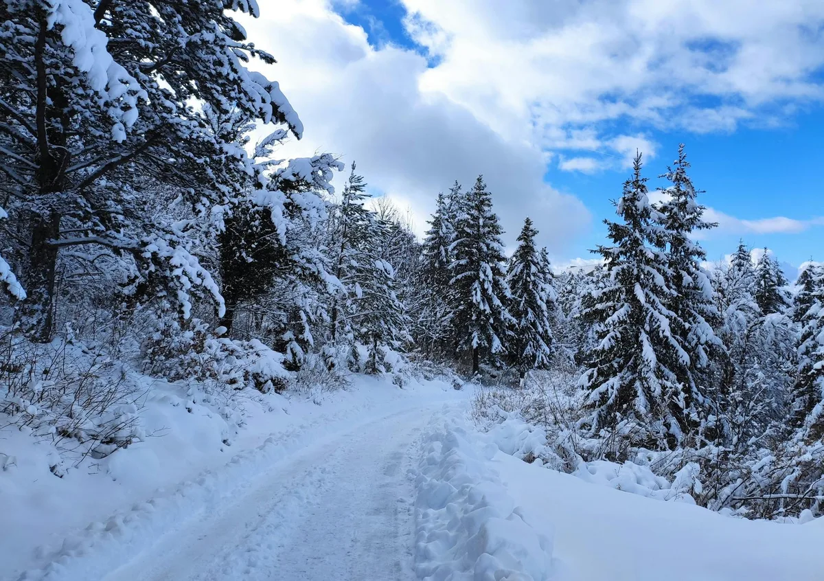 Sentier forestier enneigé pittoresque avec grands pins sous un ciel bleu vif d'hiver