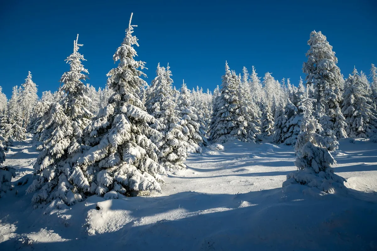 Verschneiter Wald mit Tannen unter klarem blauen Himmel.