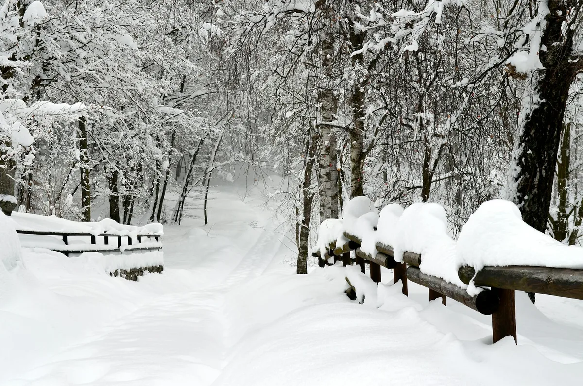 Sentiero innevato sereno con alberi e ringhiere in un parco invernale