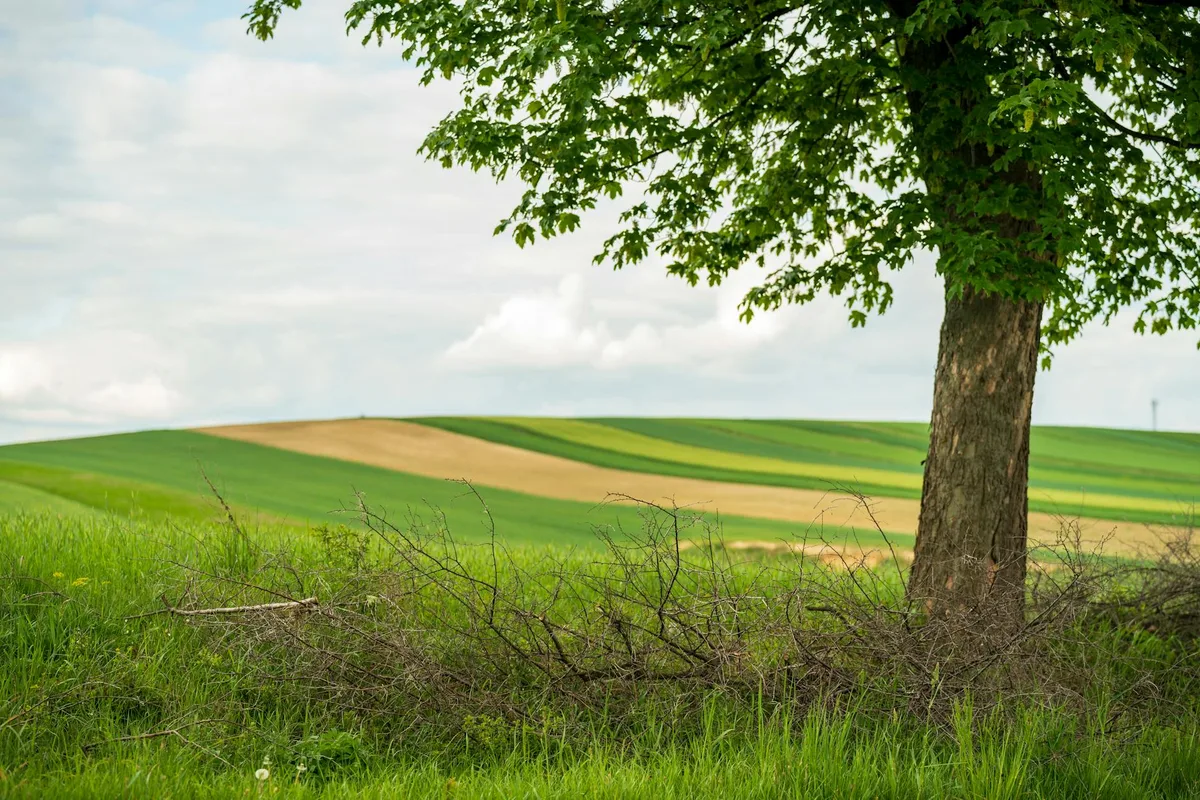 Ruhige Frühlingslandschaft von Olkusz mit grünen Feldern und einsamem Baum