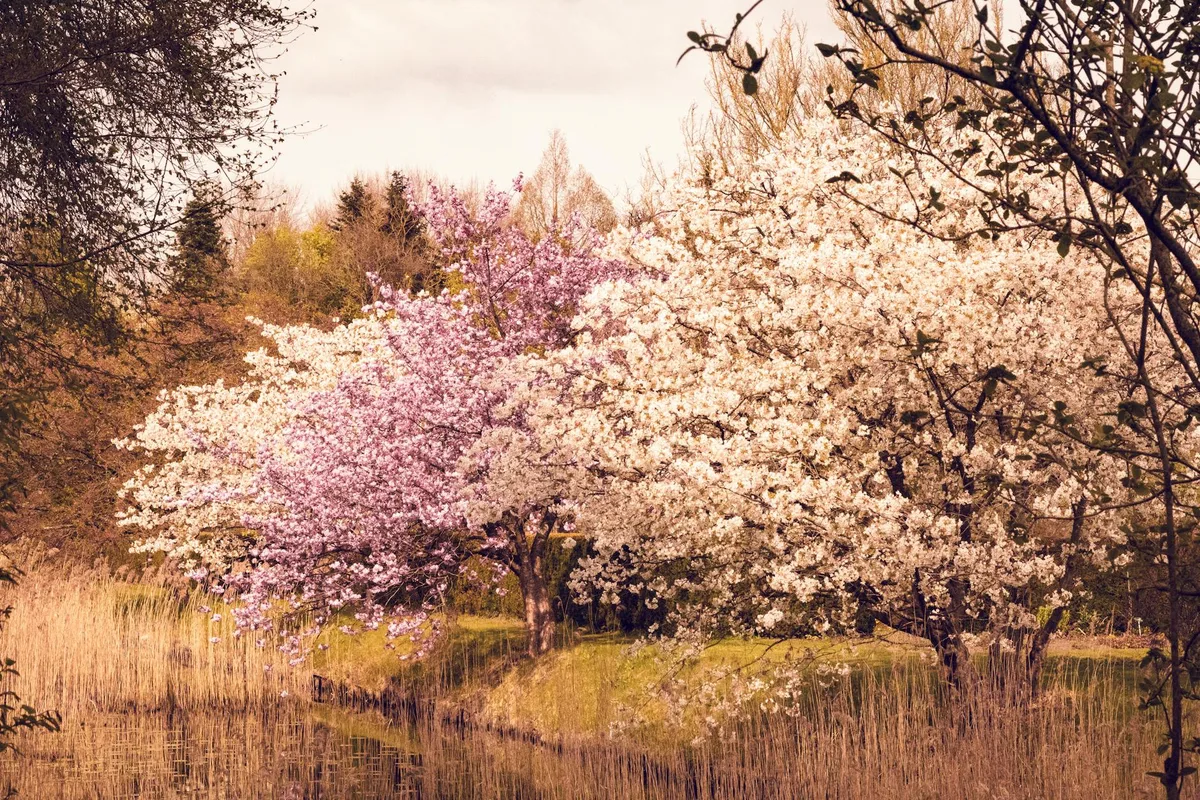 Paesaggio primaverile sereno con ciliegi in fiore che si riflettono in uno stagno