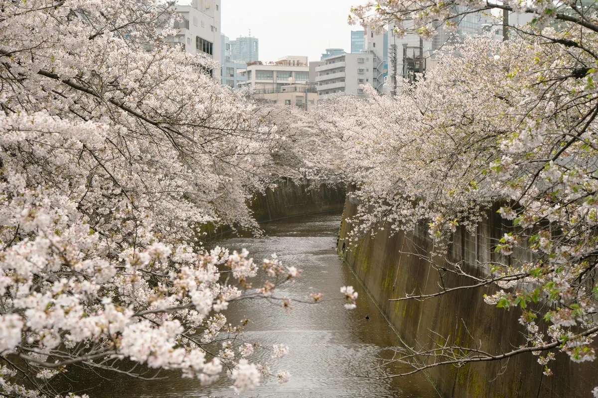 Ruhiger Blick auf Kirschblüten in voller Blüte entlang eines Tokioter Flusskanals im Frühling