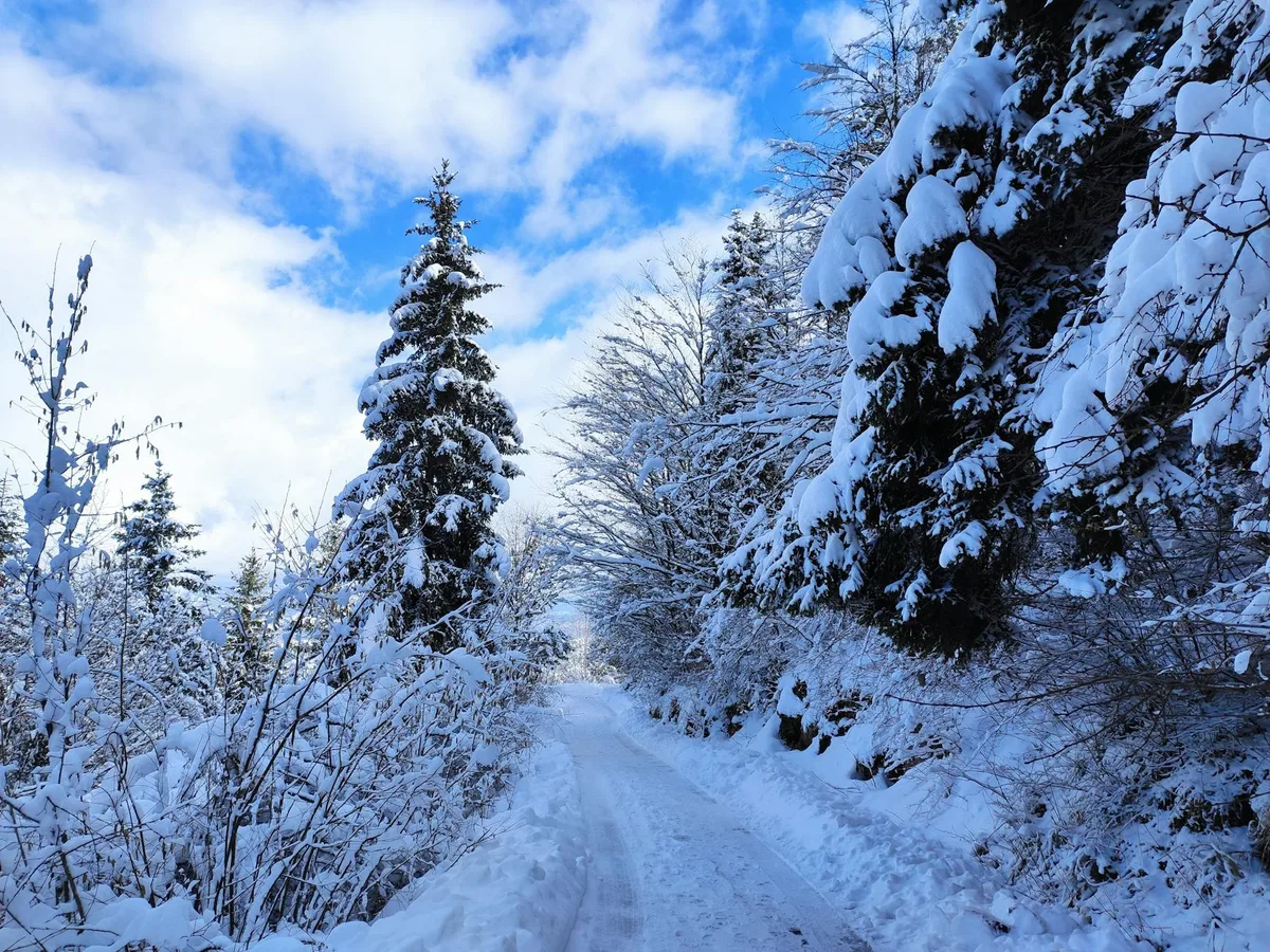 Sentiero innevato tra alberi a Trebevic, catturato all'aperto durante il giorno in inverno.