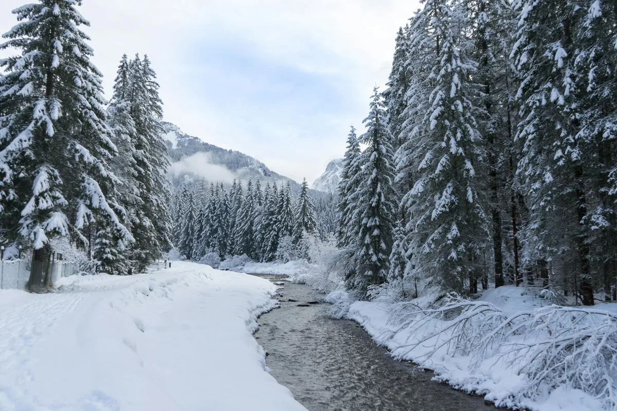 Forêt enneigée à Canazei, Italie, avec pins paisibles et ruisseau qui coule.