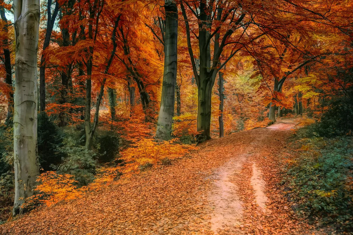 Paysage automnal d'un chemin forestier aux feuilles orange vif