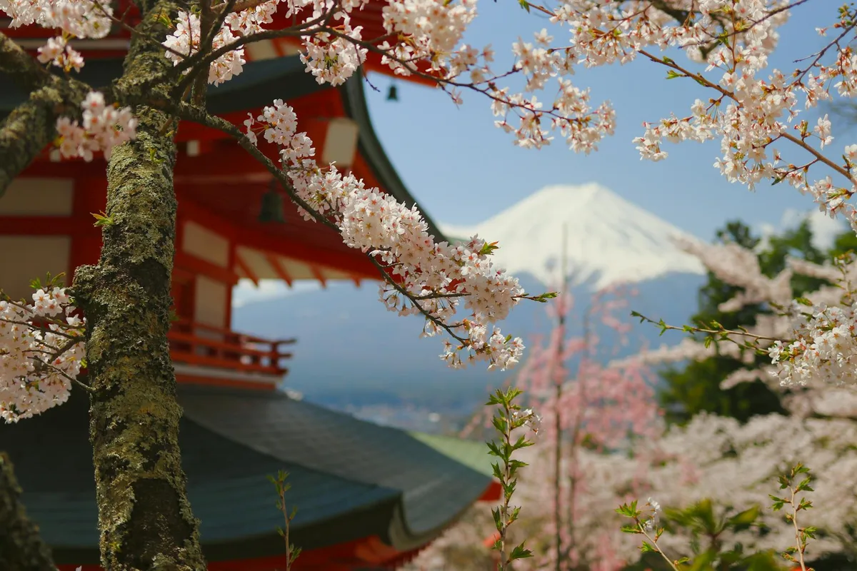 Pagode Chureito et cerisiers en fleurs devant le Mont Fuji.