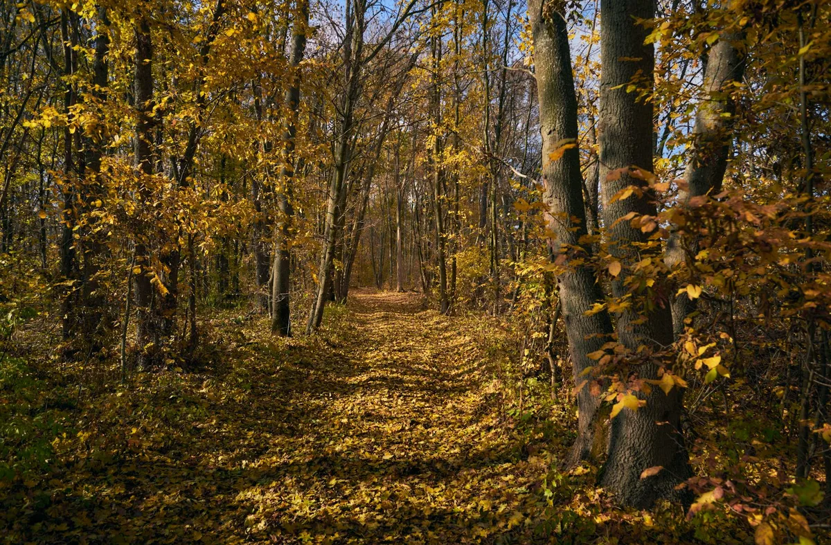 황금빛 가로수와 가을 낙엽이 덮인 고요한 숲길
