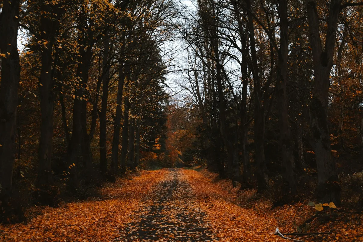 Ruhiger Waldweg, buntes Herbstlaub