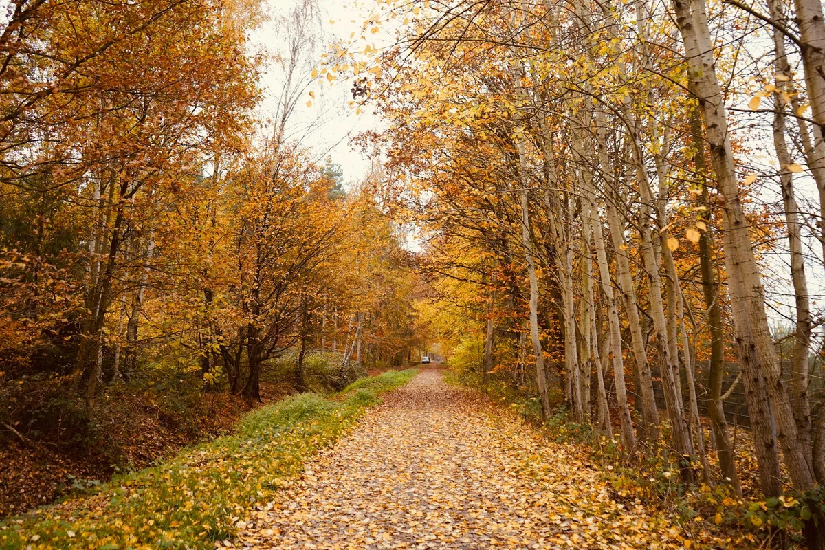 Ruhiger Waldweg, Herbstbäume und Laub